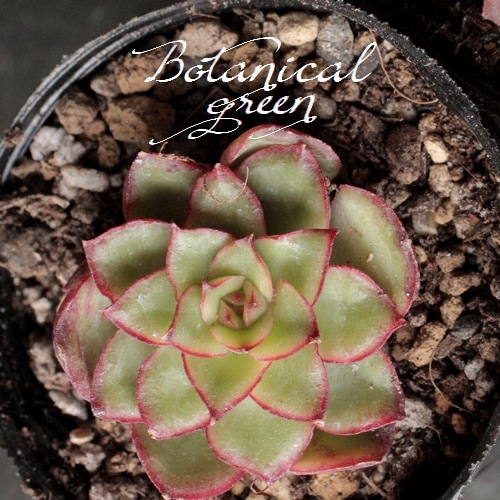 多肉植物】 『 Fire Lip hyb -ファイアーリップ・ハイブリット-』 韓国