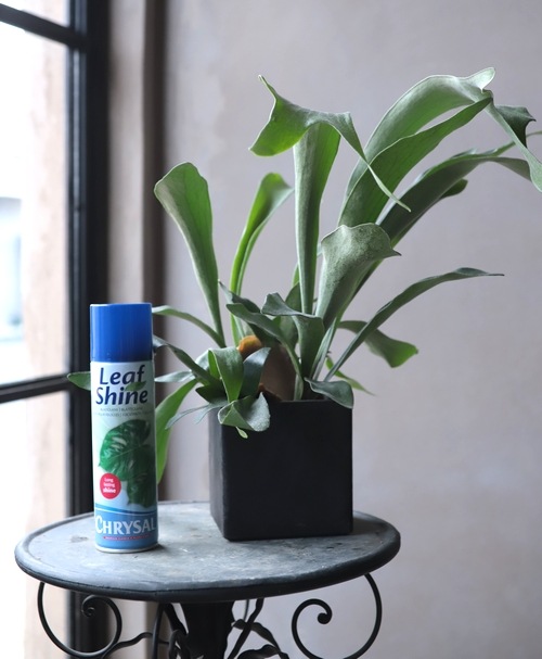 Tef Tef スタッフ愛用品 リーフシャイン250ml 観葉植物の艶出しスプレー 鉢 ガーデン雑貨 テラコッタ プランター Junk Sweet Garden Tef Tef