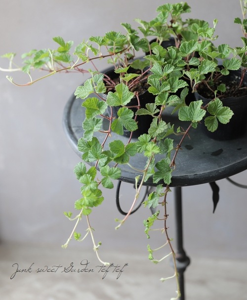 新種！ルブス 『ウェディングリーフ・ブライド』 | すべての商品