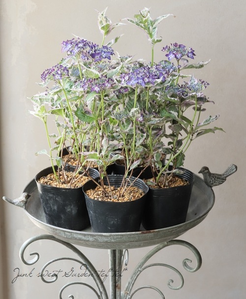 斑入り山紫陽花『御殿場錦 -ゴテンバニシキ-』 | すべての商品