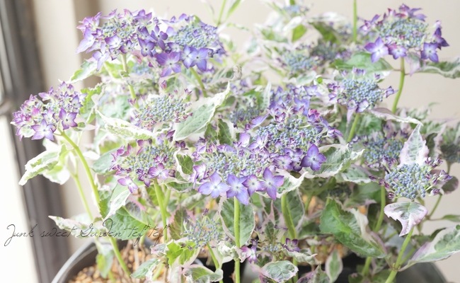 斑入り山紫陽花『御殿場錦 -ゴテンバニシキ-』 | すべての商品