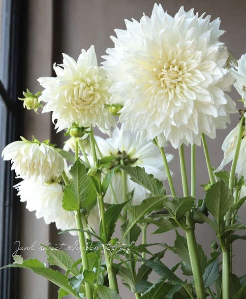 ダリア 『マルコムズ・ホワイト』 | すべての商品 | | Junk sweet