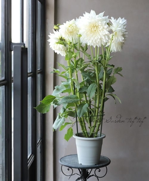 ダリア 『マルコムズ・ホワイト』 | すべての商品 | | Junk sweet