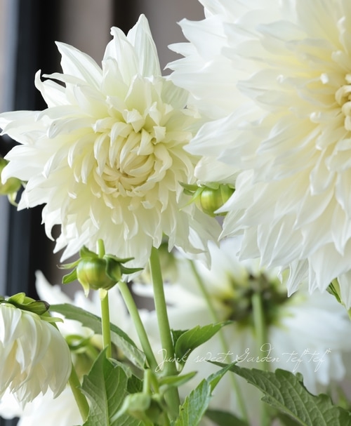 ダリア 『マルコムズ・ホワイト』 | すべての商品 | | Junk sweet