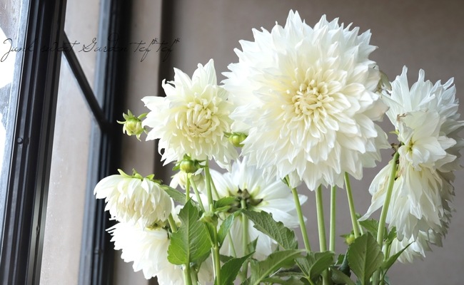 ダリア 『マルコムズ・ホワイト』 | すべての商品 | | Junk sweet