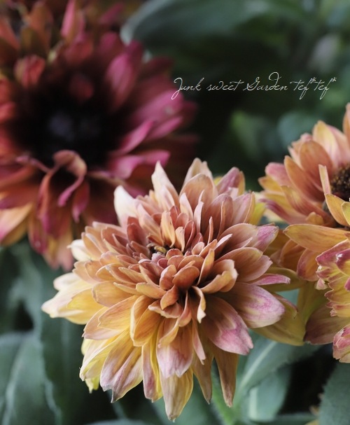 ��ɥ٥��� �إ������ߥå����١�Ȭ�ź餭��