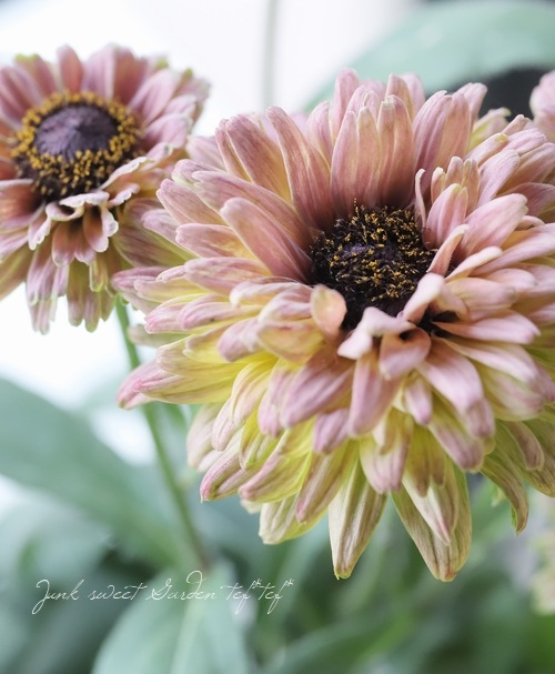 ��ɥ٥��� �إ������ߥå����١�Ȭ�ź餭��