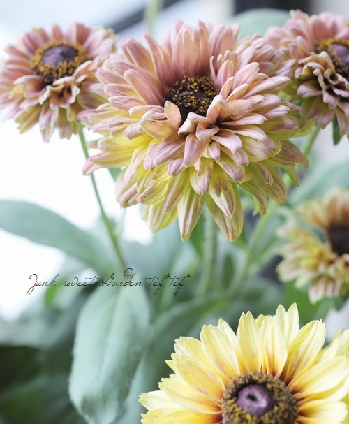 ��ɥ٥��� �إ������ߥå����١�Ȭ�ź餭��