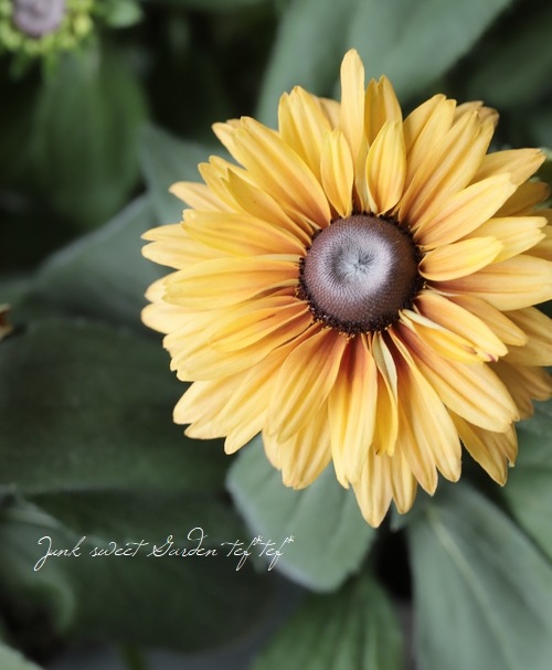 ��ɥ٥��� �إ������ߥå����١�Ȭ�ź餭��