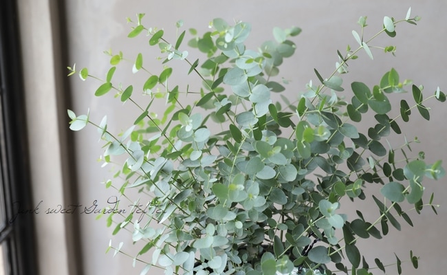 小さな葉っぱのユーカリ 『グニー』 | すべての商品 | | Junk sweet