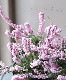 Ȭ�ź餭���롼�ʡ�No.G
