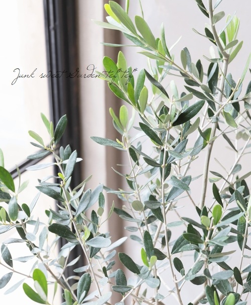 オリーブ 『ルッカ -lucca-』 | すべての商品 | | Junk sweet Garden オリーブ 『ルッカ -lucca-』 | すべての商品 | | Junk sweet Garden
