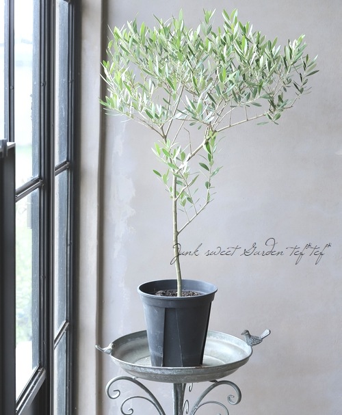 オリーブ 『ルッカ -lucca-』 | すべての商品 | | Junk sweet Garden