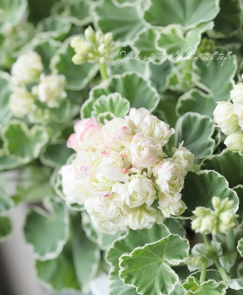 斑入りゼラニウム 『アップルブロッサム・ホワイトリング』 | すべての