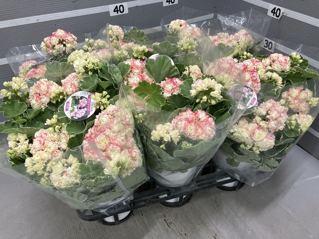 アップル様専用＊チェリーブロッサムまたはホワイトリッチ