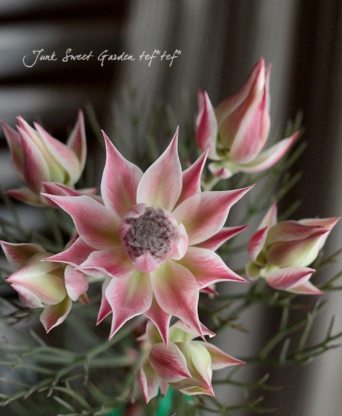 ジョーイセルリア 『プリティピンク -Pretty n Pink-』 | すべての商品