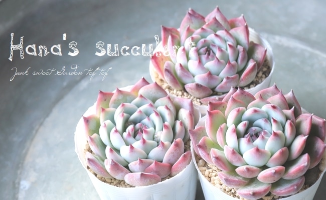 ��¿����ʪ�ۥ����٥ꥢ ������Ϻ�� �ڤϤʤ�����¿���ۡ�