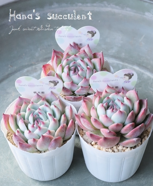 多肉植物】エケベリア 『桃太郎』 【はなちゃんの多肉】 | すべての