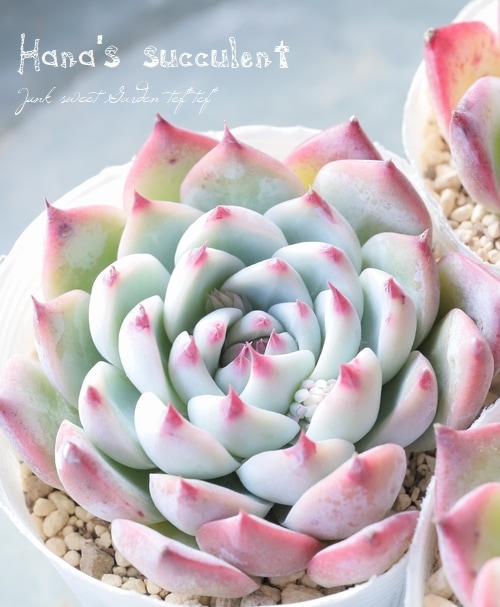 多肉植物】エケベリア 『桃太郎』 【はなちゃんの多肉】 | すべての