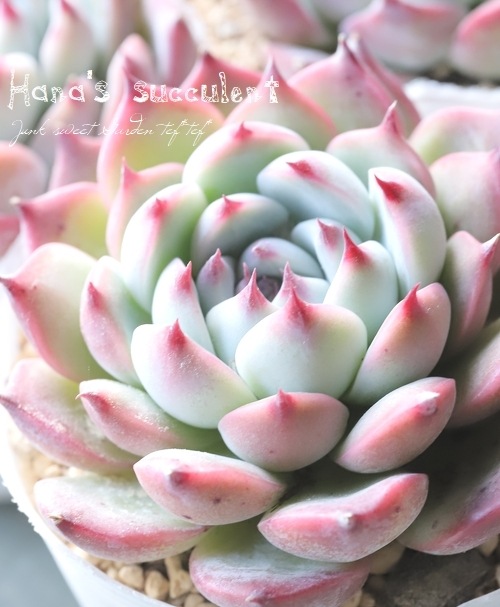 ��¿����ʪ�ۥ����٥ꥢ ������Ϻ�� �ڤϤʤ�����¿���ۡ�