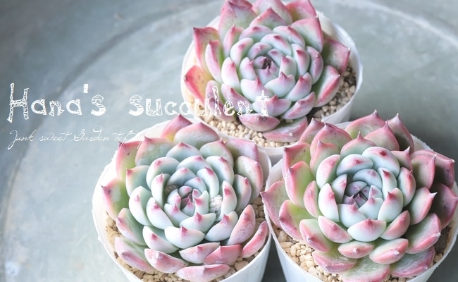 多肉植物】エケベリア 『桃太郎』 【はなちゃんの多肉】 | すべての