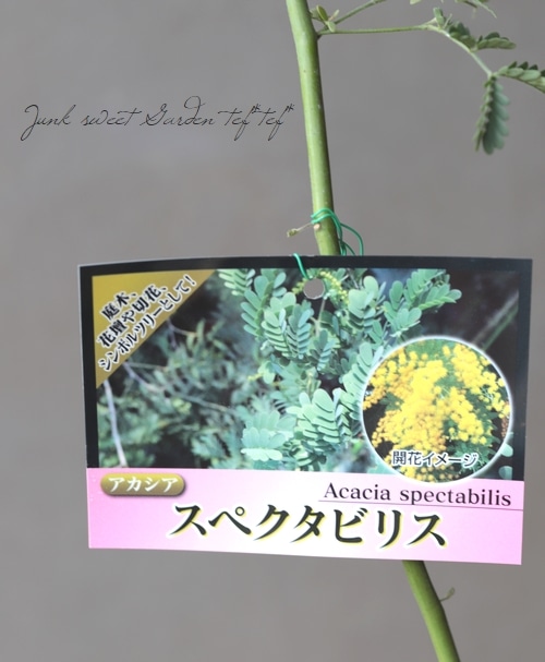 アカシア 『スペクタビリス』 | すべての商品 | | Junk sweet Garden