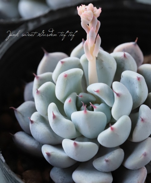 多肉植物 エケベリア サラゴーサ x laui Moran & Meyran 26株 超美苗