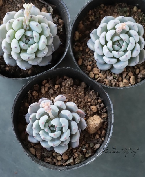 ��¿����ʪ�� �ع������饴�����١������٥ꥢ°�����Ȥ����꡼��
