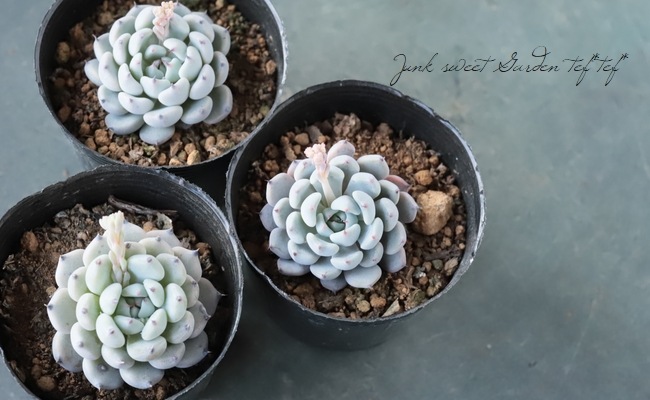 ��¿����ʪ�� �ع������饴�����١������٥ꥢ°�����Ȥ����꡼��
