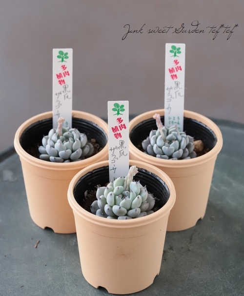 ��¿����ʪ�� �ع������饴�����١������٥ꥢ°�����Ȥ����꡼��