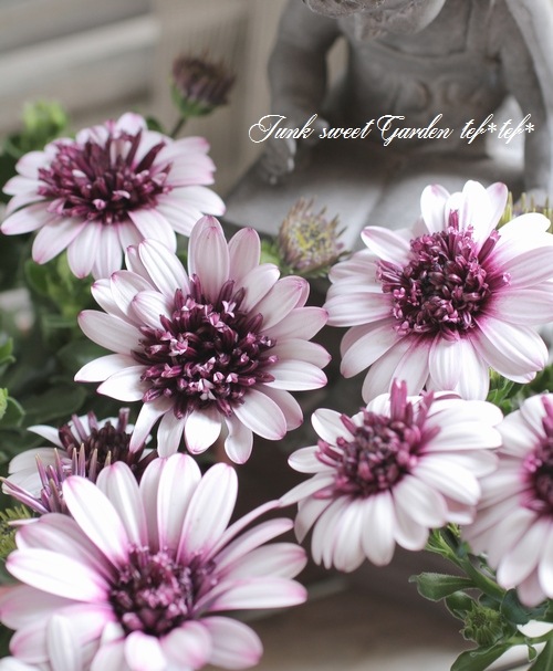 八重咲きダブル・オステオスペルマム 『ベリーホワイト』 | すべての