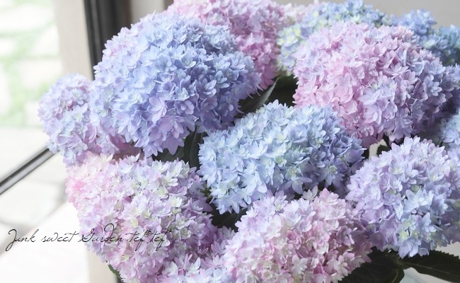 紫陽花 『レインボー』 超良株！ | すべての商品 | | Junk sweet