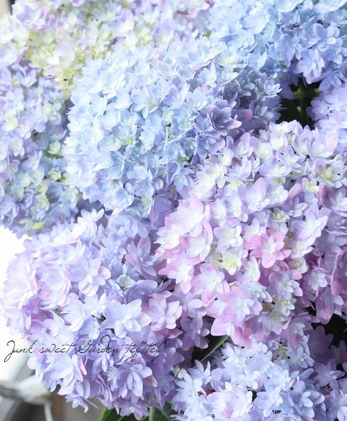 虹～紫陽花⭐ 秋葉区産】紫陽花（品種：アズライト）※数量限定※ | 新潟ごっつ