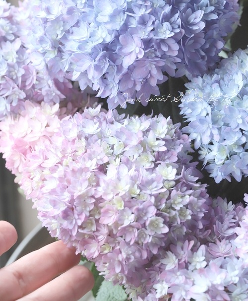 紫陽花 『レインボー』 超良株！ | すべての商品 | | Junk sweet