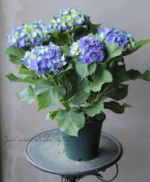 秋色紫陽花品種 ハワイアンブルー すべての商品 Junk Sweet Garden Tef Tef