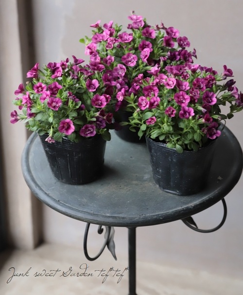 ����֥饳�����ƥ��ե����������쥬�󥹥���ݥ� ��E03��