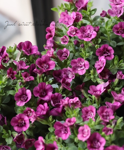 ����֥饳�����ƥ��ե����������쥬�󥹥���ݥ� ��E03��