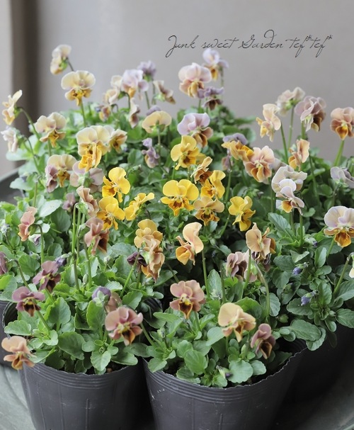 ▽【LUXURY SELECTION】tef*tef*オリジナル ビオラ『フロチョコフリル