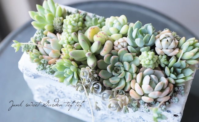 TEFNIQUE-寄せ植え 2019 * no.29 * 『多肉植物の爽やかグリーン