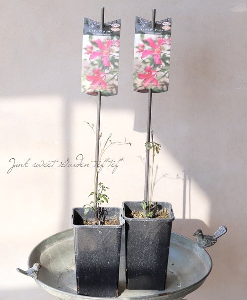 及川フラグリーン】 クレマチス・テキセンシス・ビオルナ系