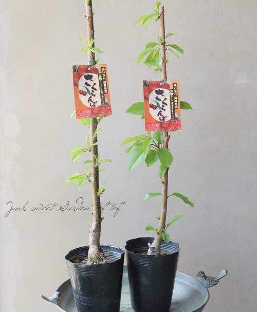 果樹】 さくらんぼ『大将錦 -タイショウニシキ-』 | すべての商品