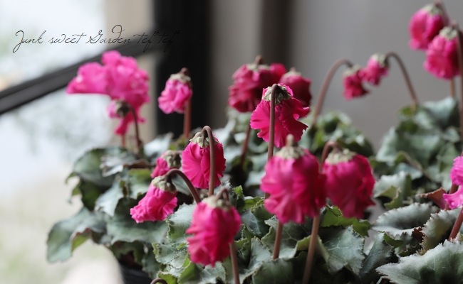 ガーデンミニシクラメン ふわもこ No A すべての商品 Junk Sweet Garden Tef Tef