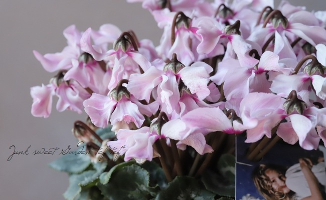 シクラメン 『天使のはね』 No.Q | すべての商品 | | Junk sweet