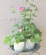 �ڰ���ݤ�����ۥ�ʥ󥭥�饹����å������꡼�����إ���ԥ����١�