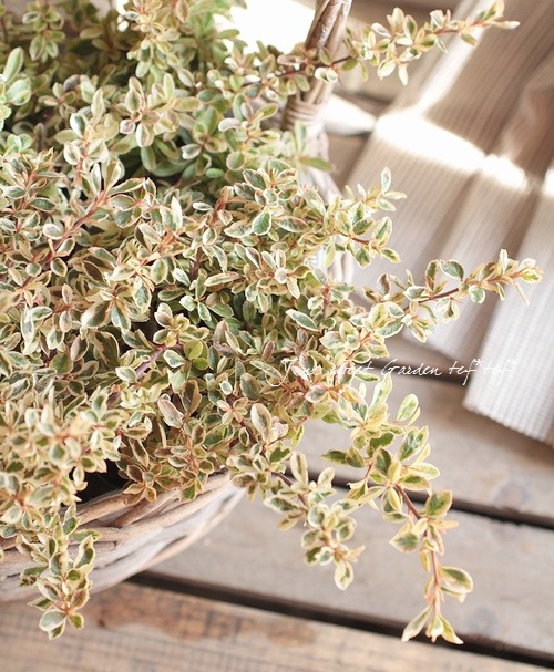 �ԥ饫�󥵡��إϡ��졼��������١�