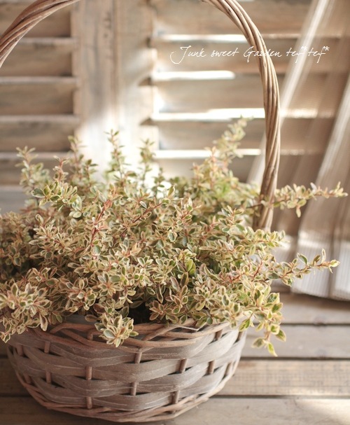 �ԥ饫�󥵡��إϡ��졼��������١�