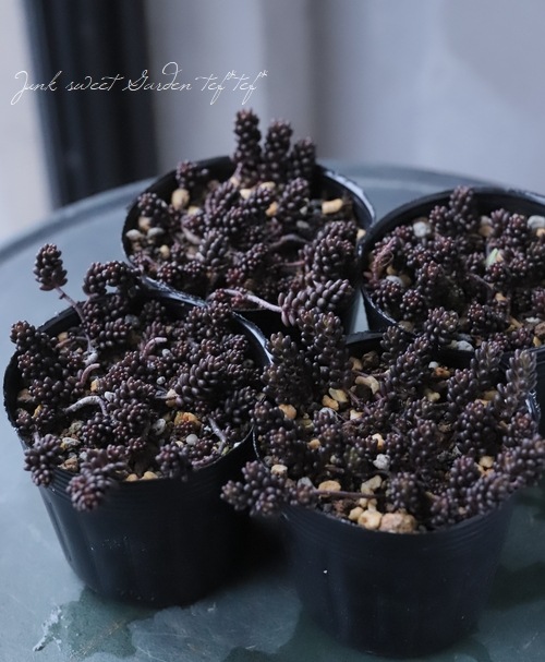 多肉植物 セダム アルブム ブラックベリー すべての商品 Junk Sweet Garden Tef Tef