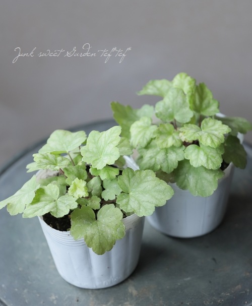 ヒューケラ ドルチェシリーズ フローズンマスカット すべての商品 Junk Sweet Garden Tef Tef