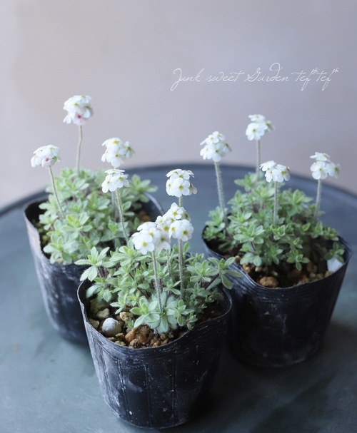 山野草】 『トチナイ草』 ツルハナガタ | すべての商品 | | Junk sweet