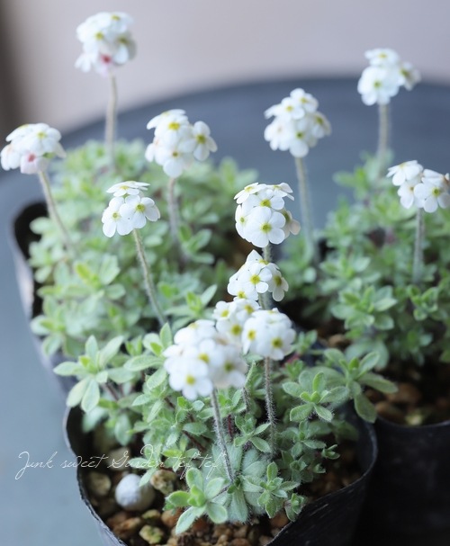 山野草】 『トチナイ草』 ツルハナガタ | すべての商品 | | Junk sweet